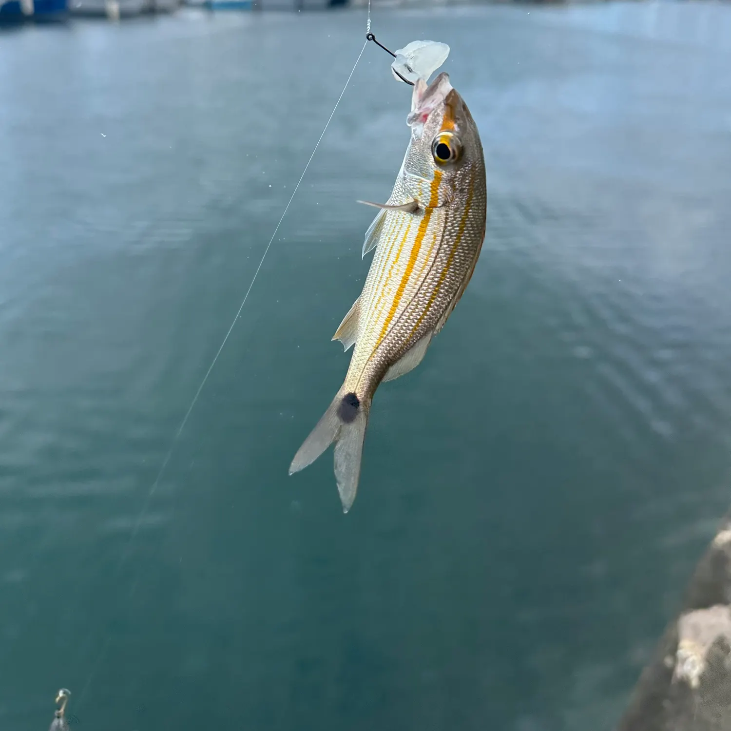 The most recent Sand perch catches on Fishbrain