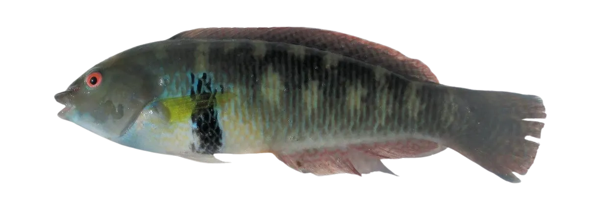 Rock wrasse