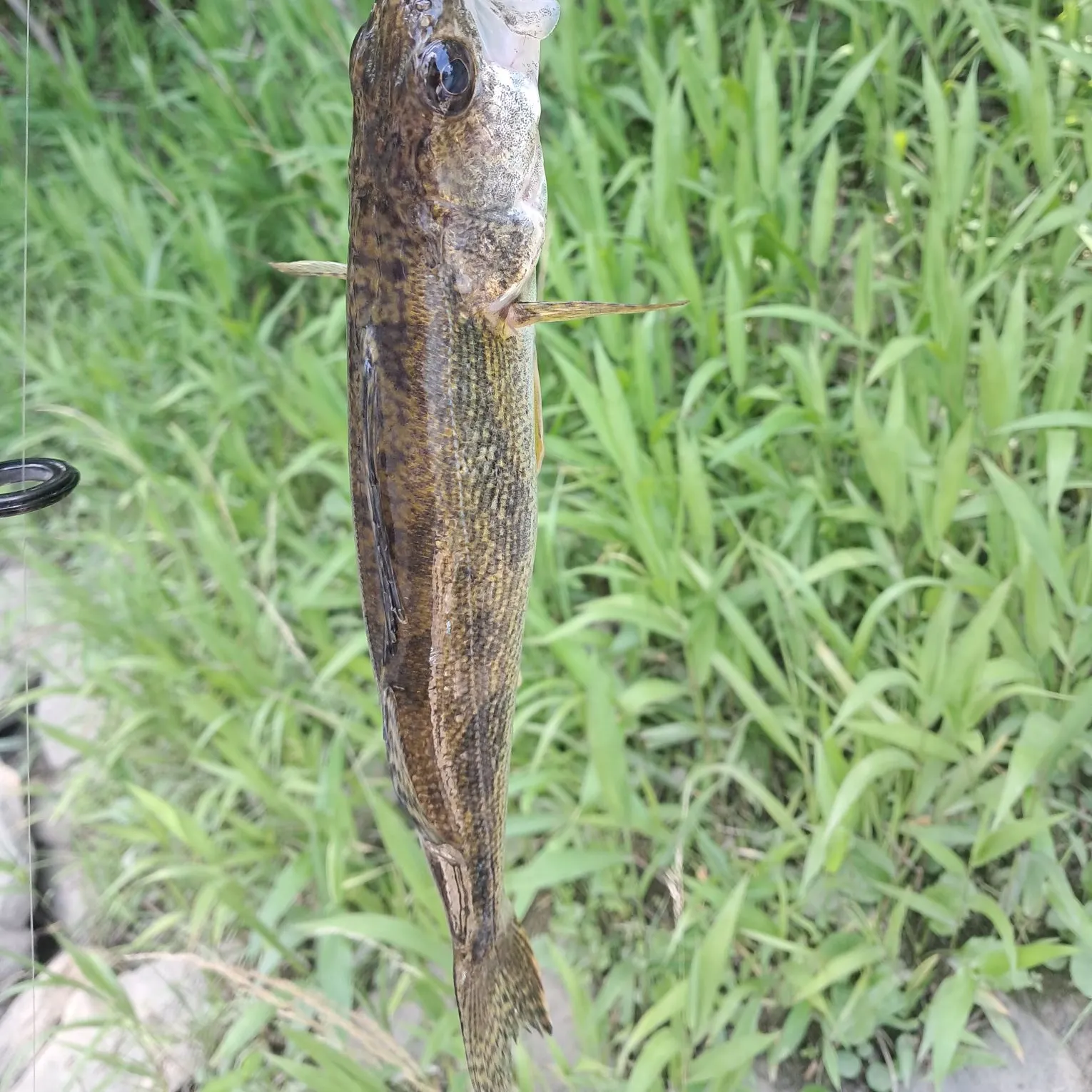 The most recent Sauger catches on Fishbrain