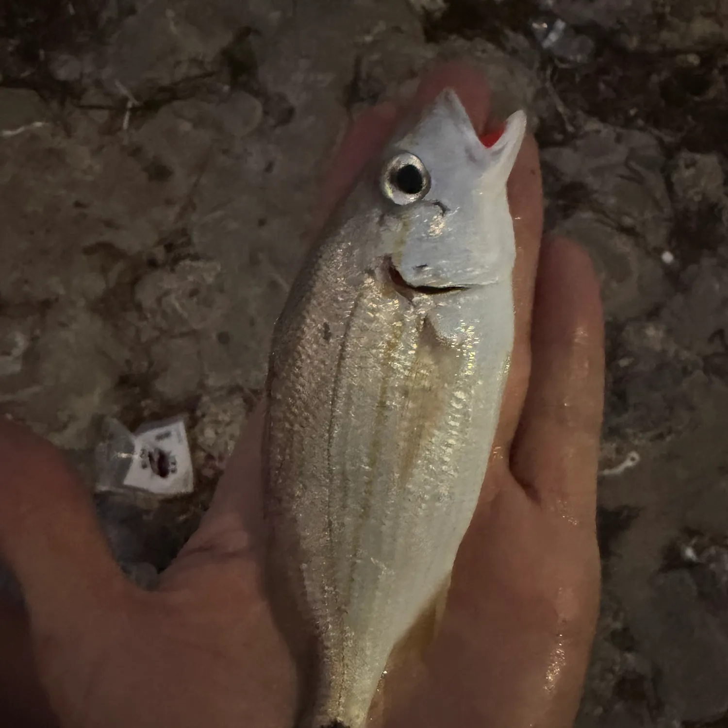 The most recent Tomtate grunt catches on Fishbrain