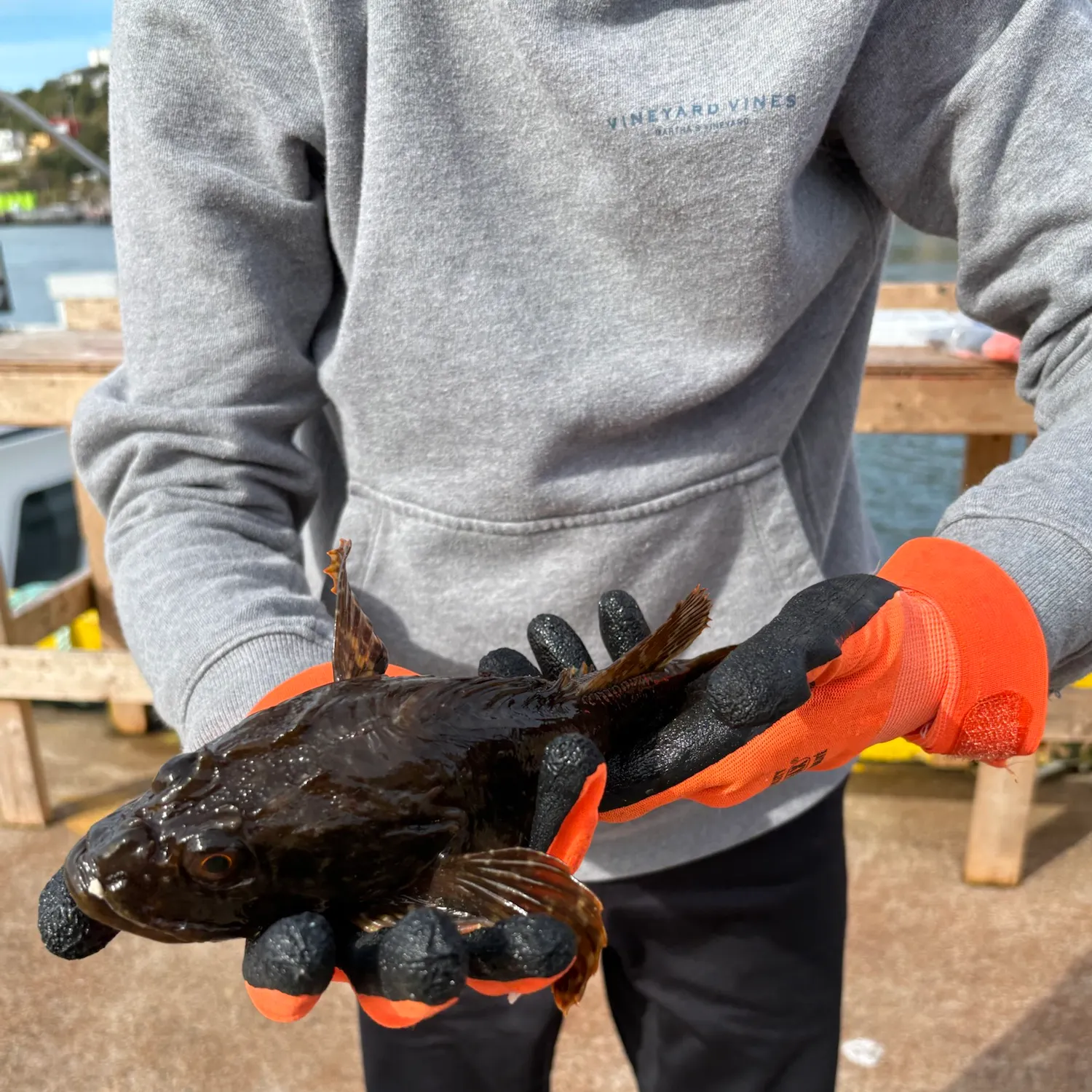 Shorthorn sculpin caught on Fishbrain