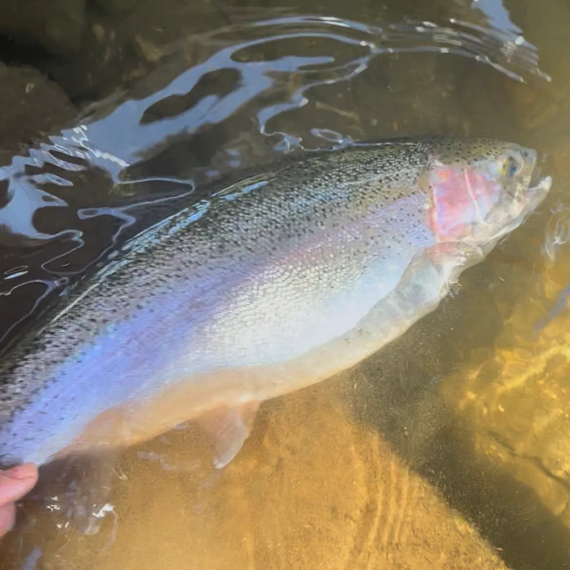 Rainbow trout caught on Fishbrain