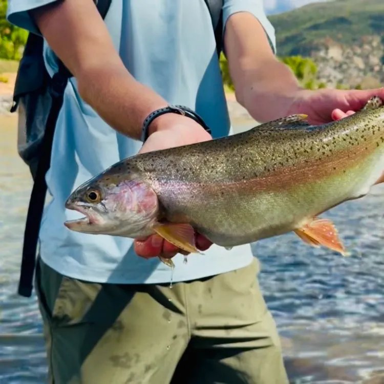 Rainbow trout caught on Fishbrain