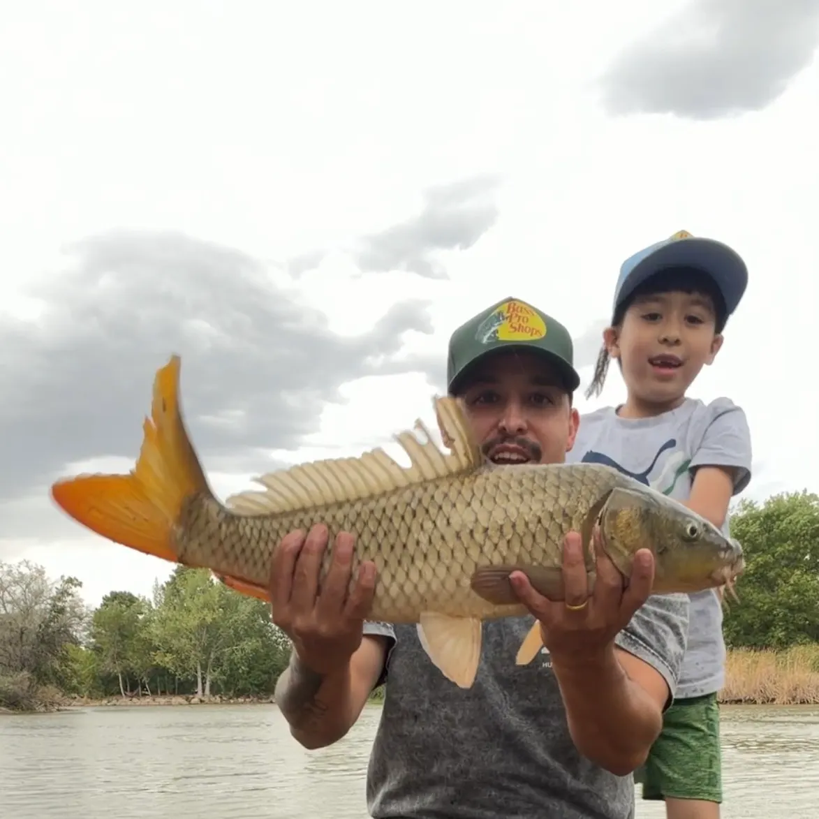 Common carp caught on Fishbrain