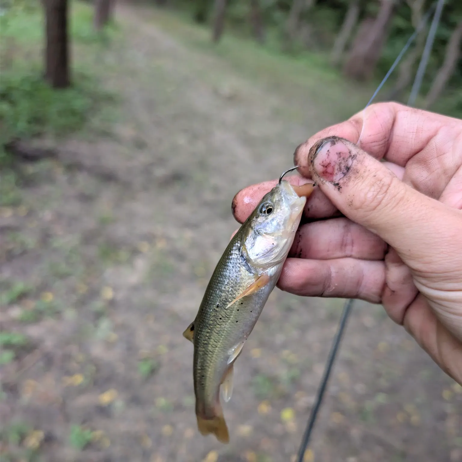 Creek chub caught on Fishbrain