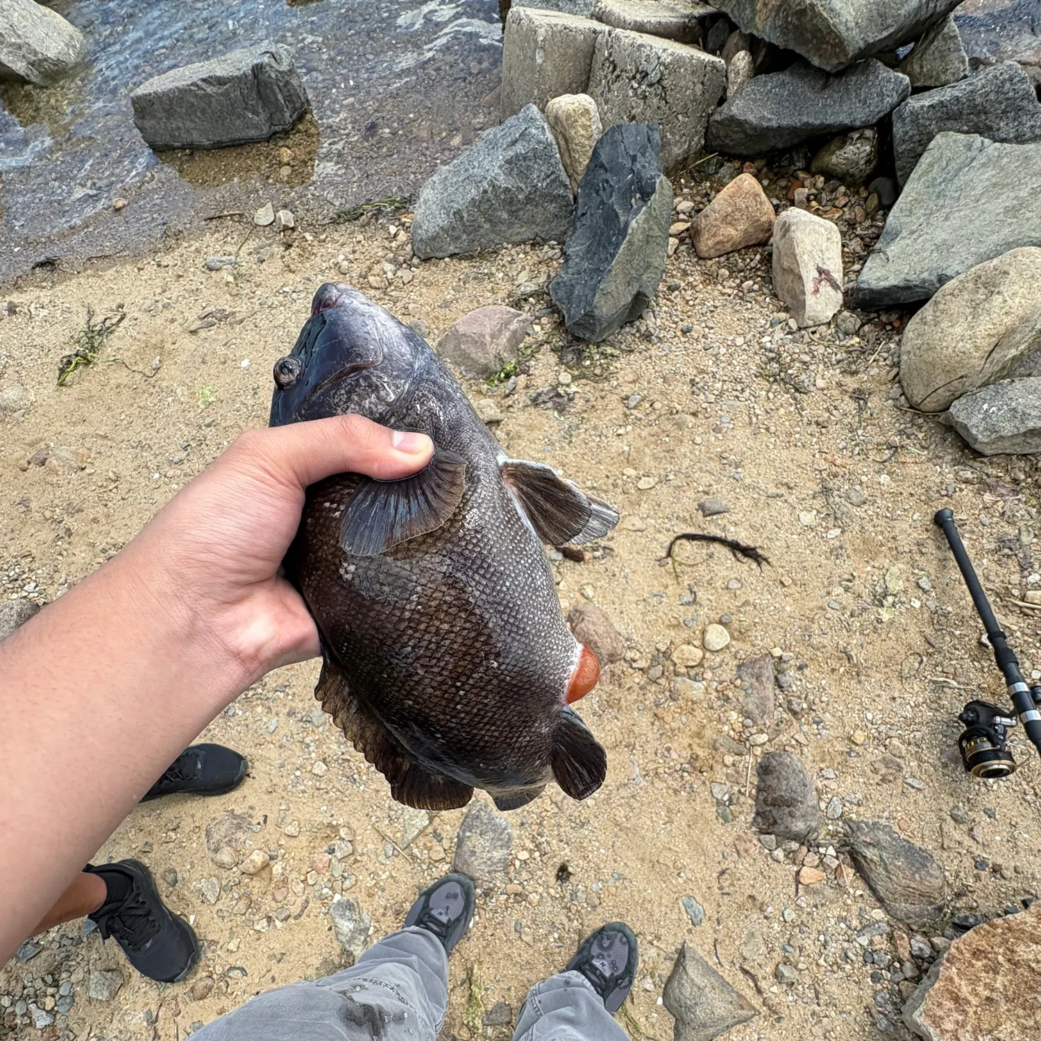 The most recent Tautog catches on Fishbrain