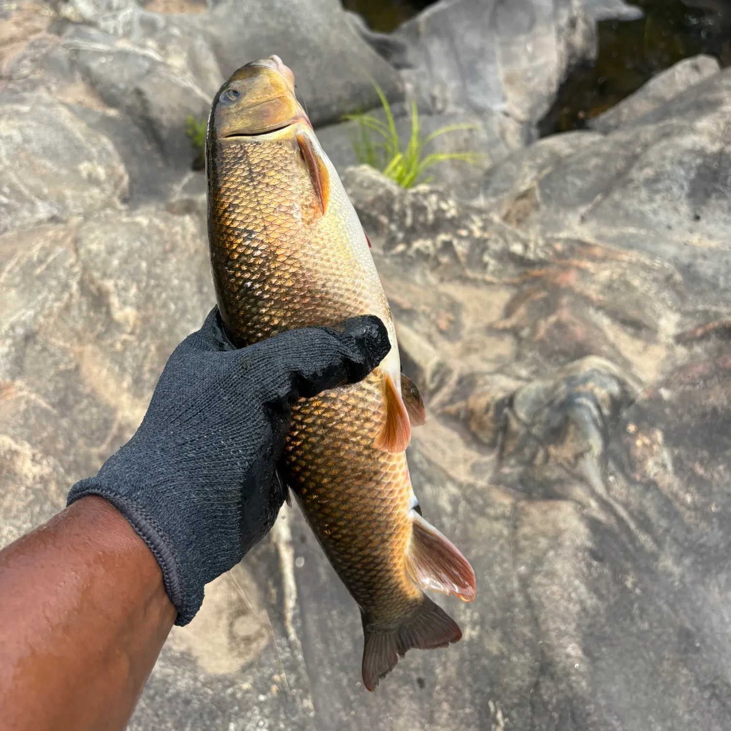 The most recent White sucker catches on Fishbrain