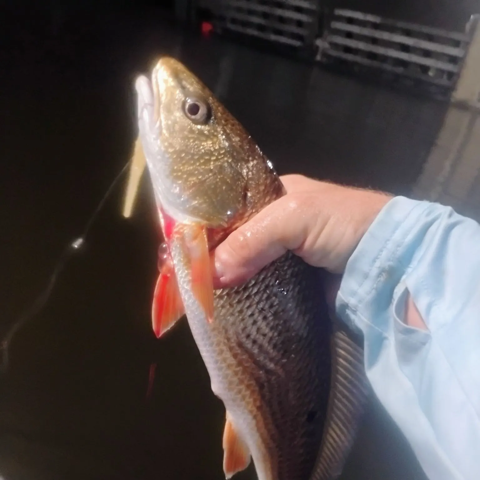 Red drum caught on Fishbrain