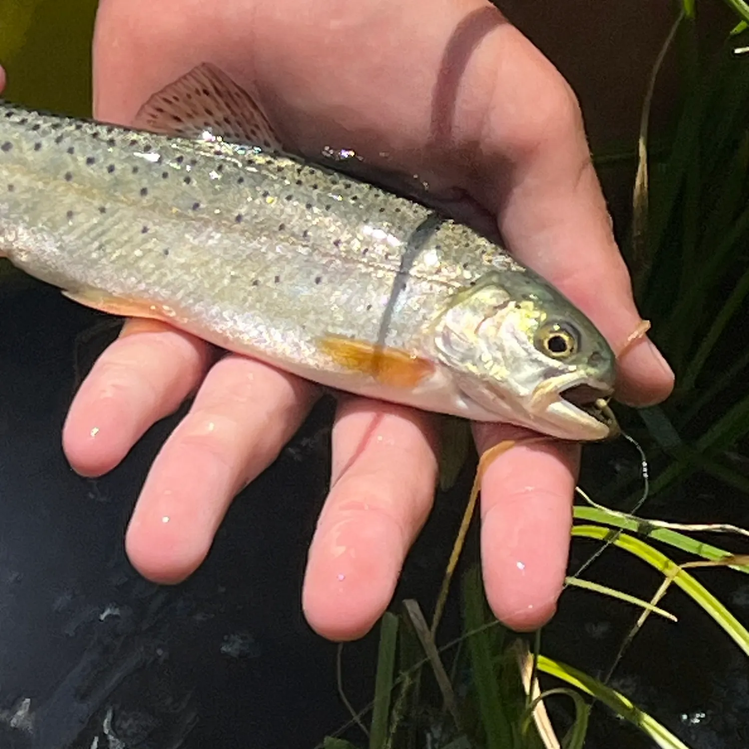 The most recent Colorado river cutthroat trout catches on Fishbrain