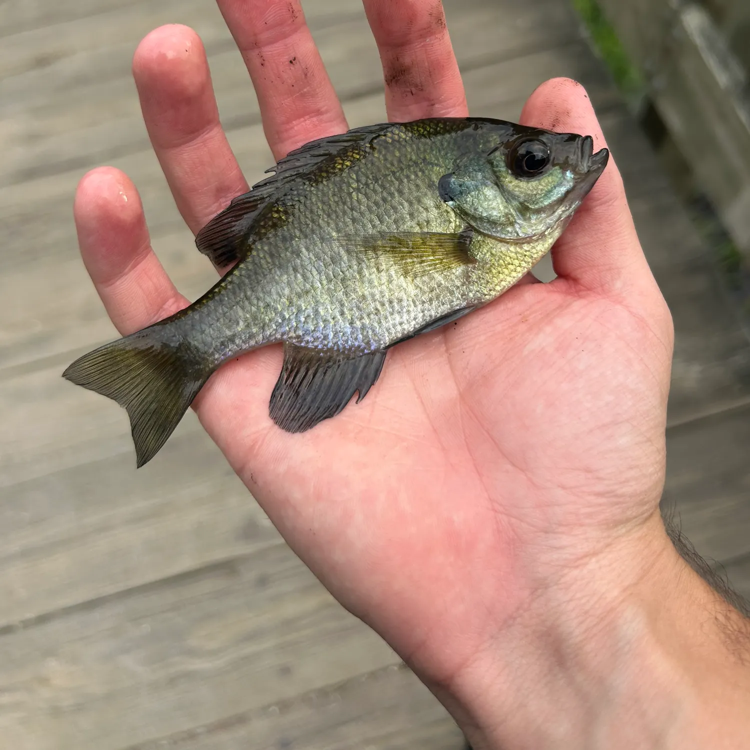 Bluegill caught on Fishbrain