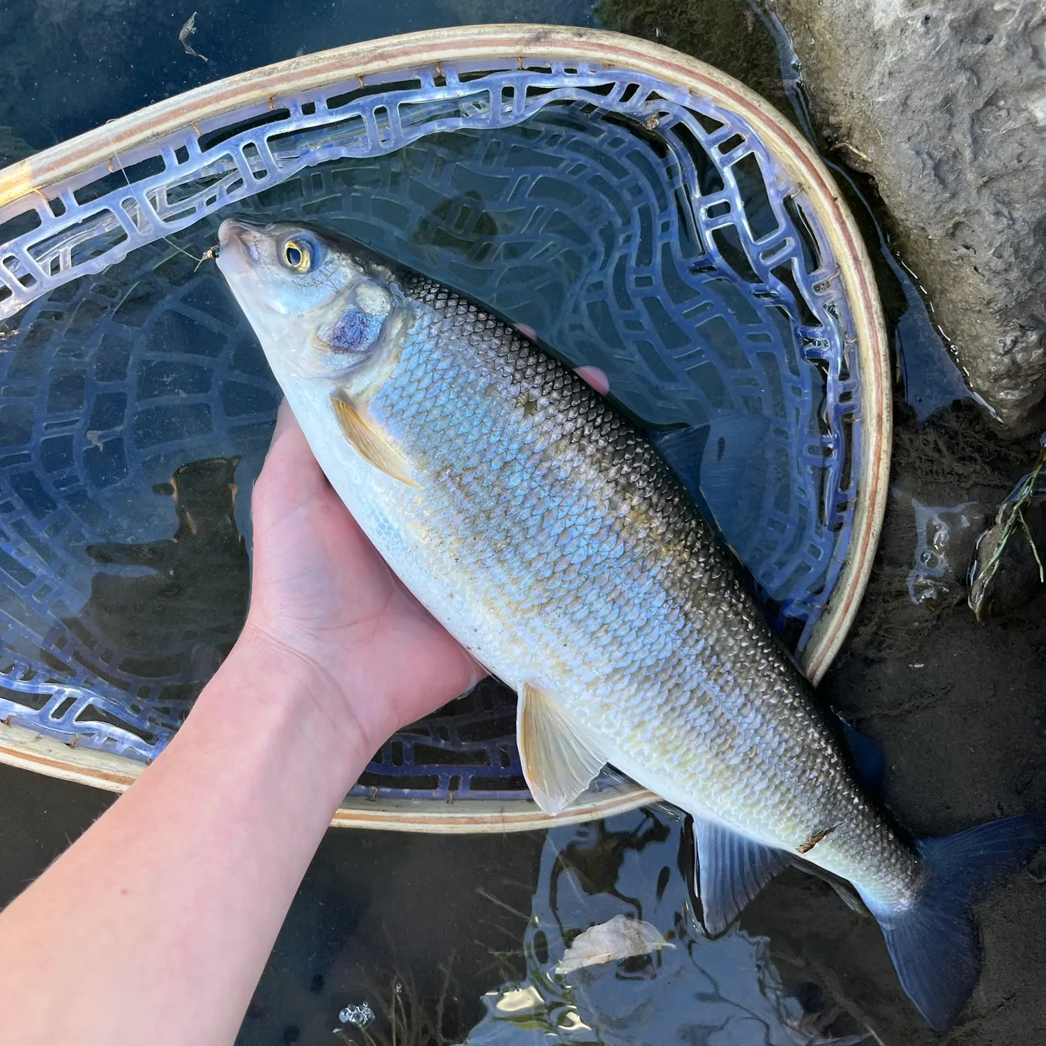 The most recent Mountain whitefish catches on Fishbrain