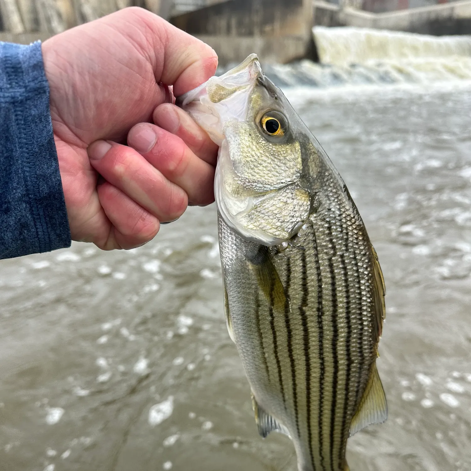 Wiper caught on Fishbrain