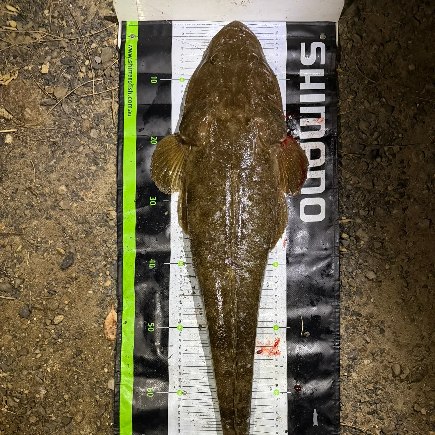 Dusky flathead caught on Fishbrain