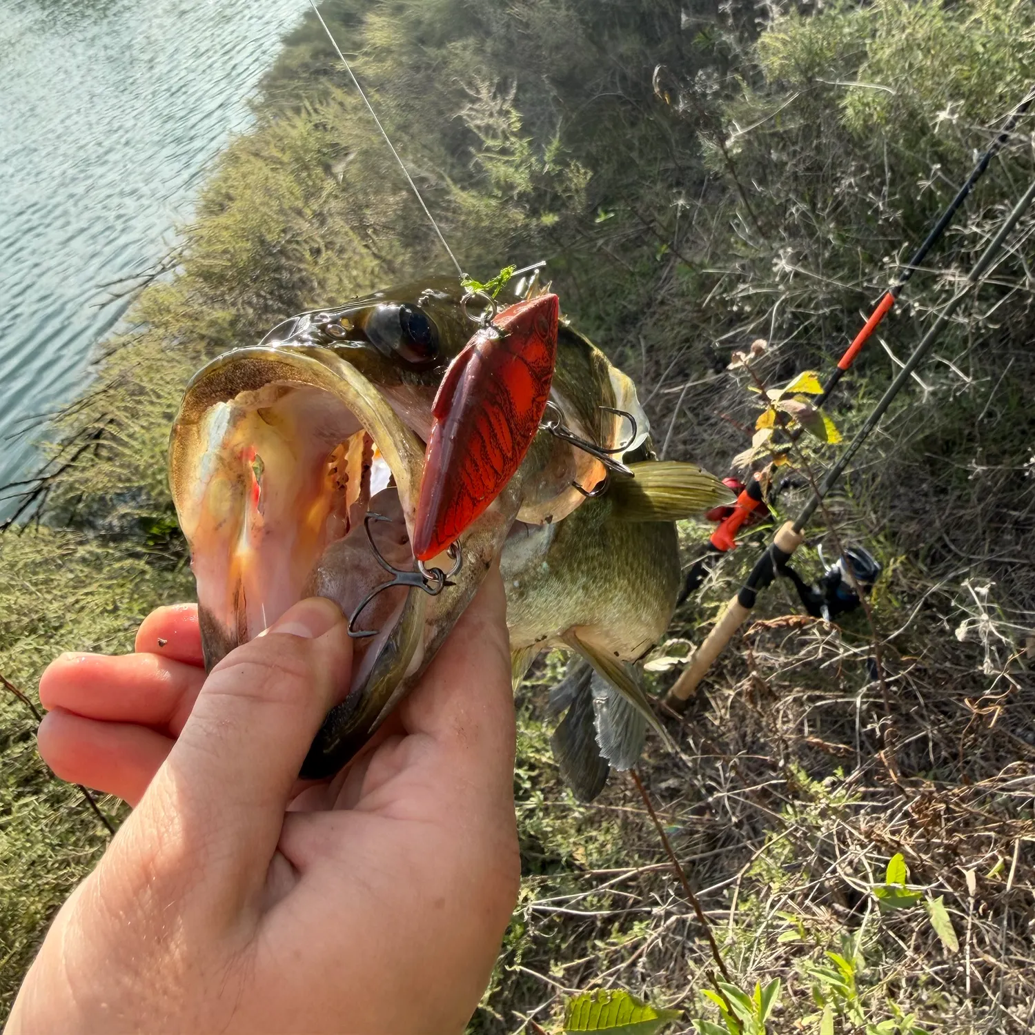 Largemouth bass caught on Fishbrain