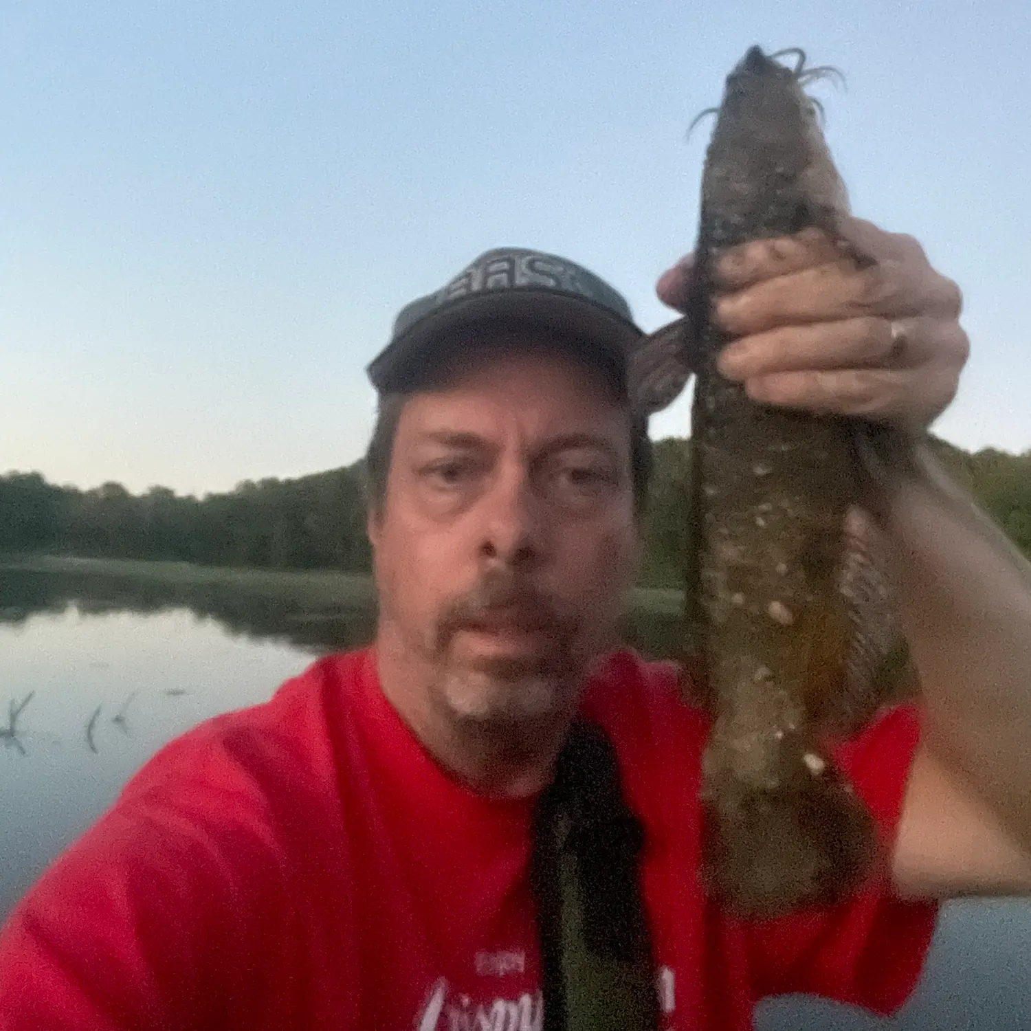 Yellow bullhead caught on Fishbrain