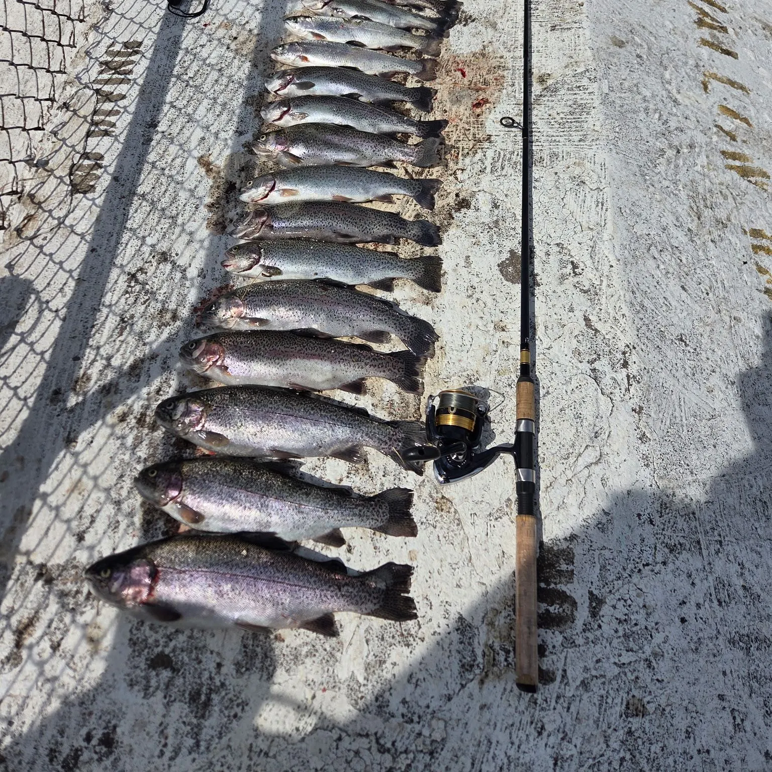 recently logged catches