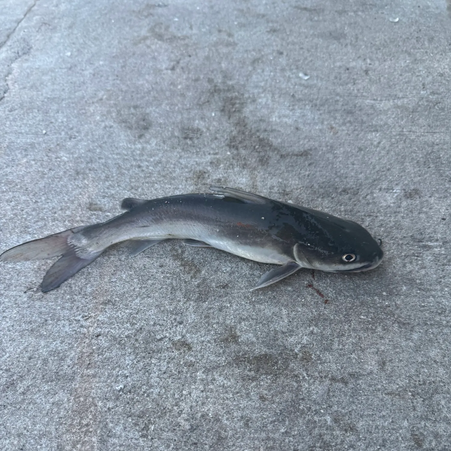 Hardhead sea catfish caught on Fishbrain
