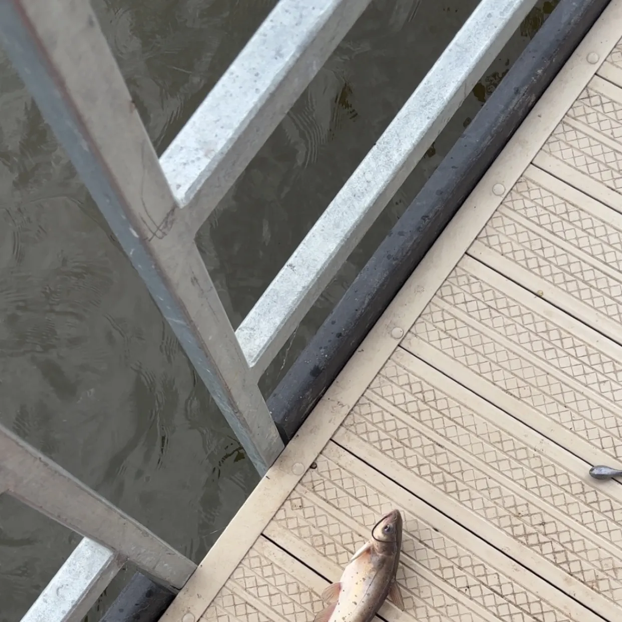 The most recent Channel catfish catches on Fishbrain