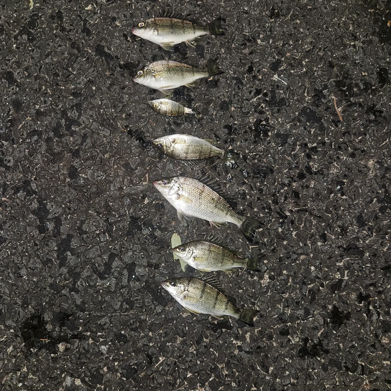 recently logged catches