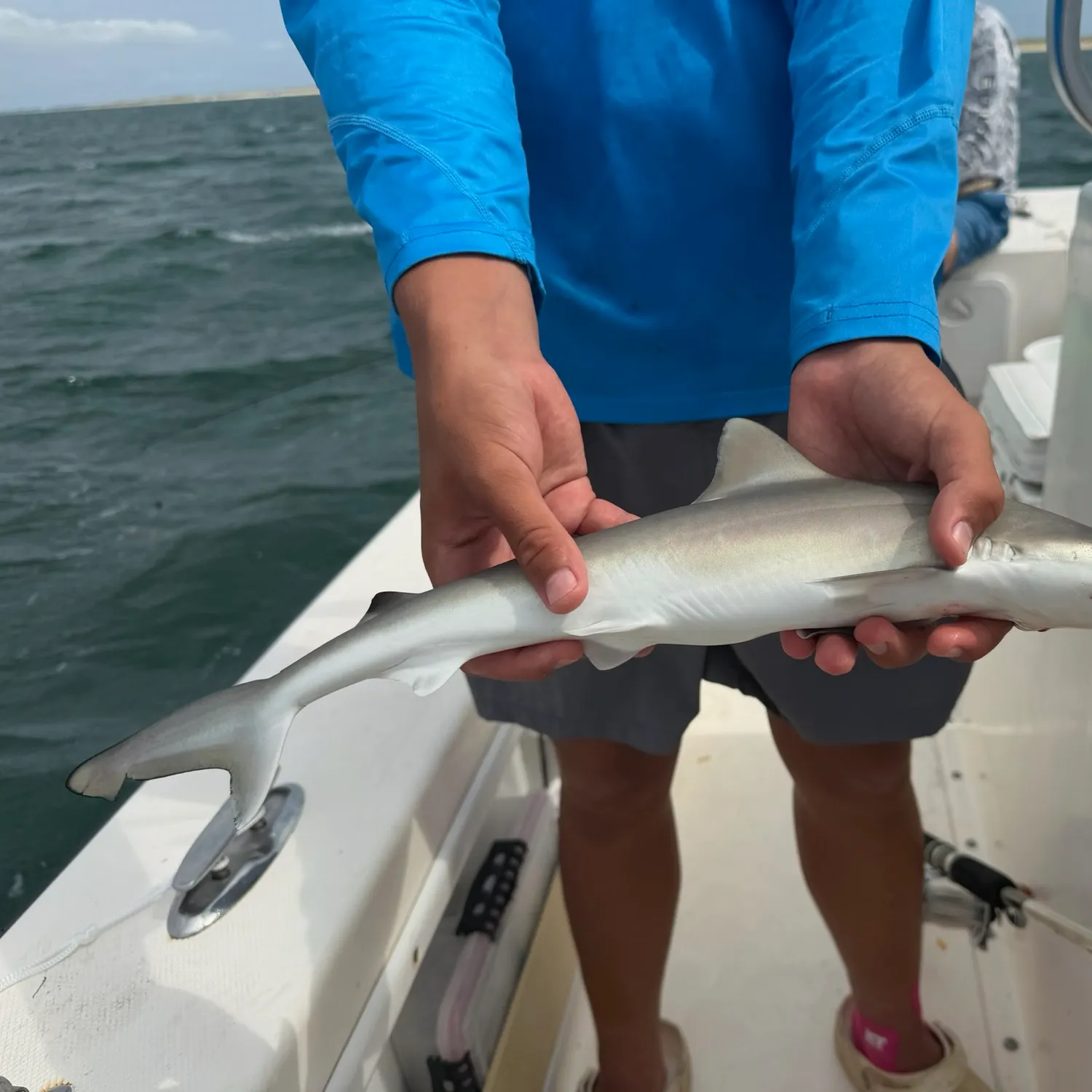 The most recent Atlantic sharpnose shark catches on Fishbrain