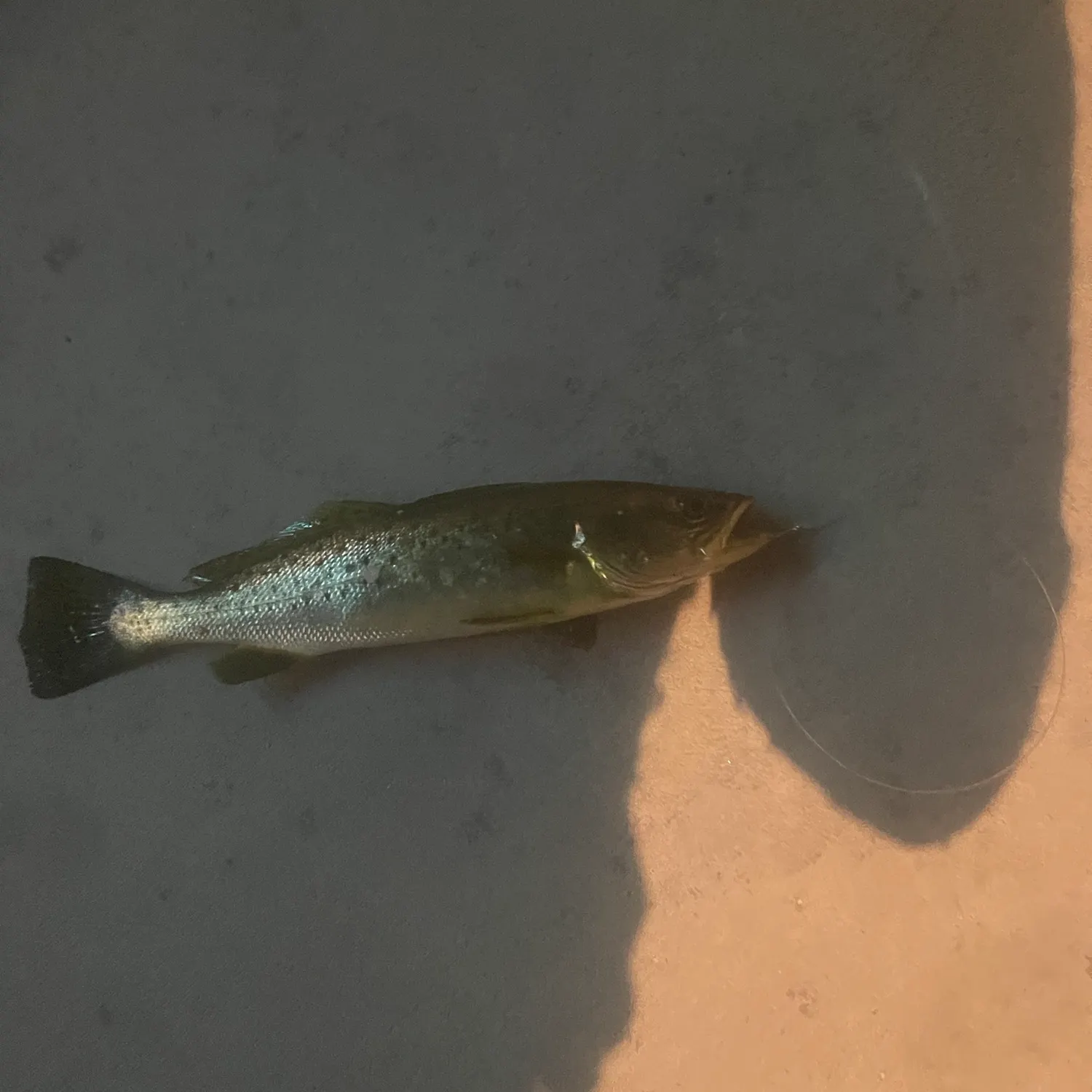 Spotted seatrout caught on Fishbrain