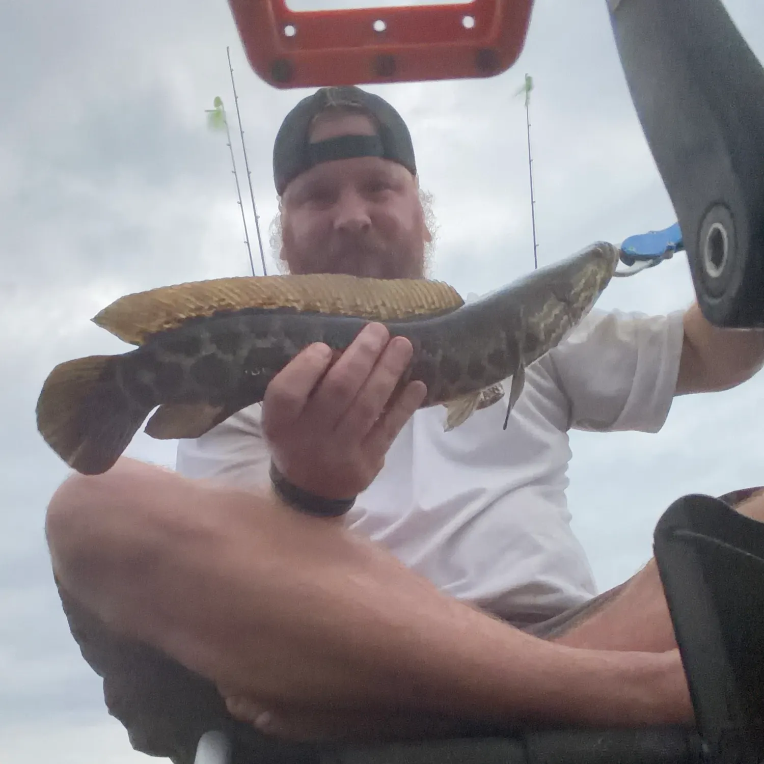 Northern snakehead caught on Fishbrain