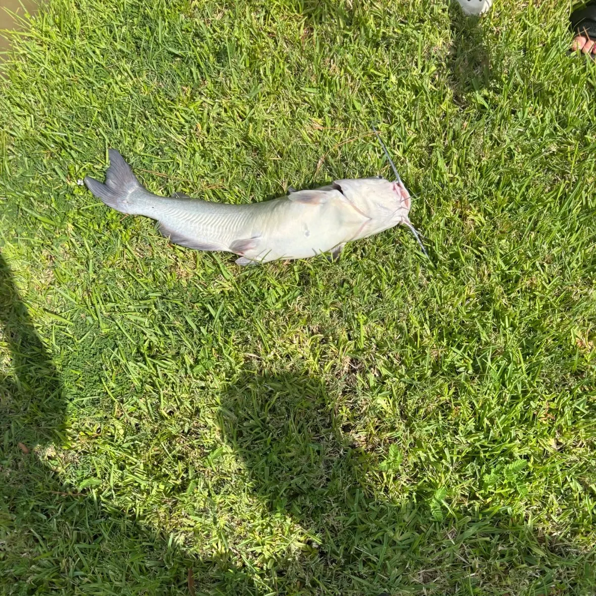 Channel catfish caught on Fishbrain
