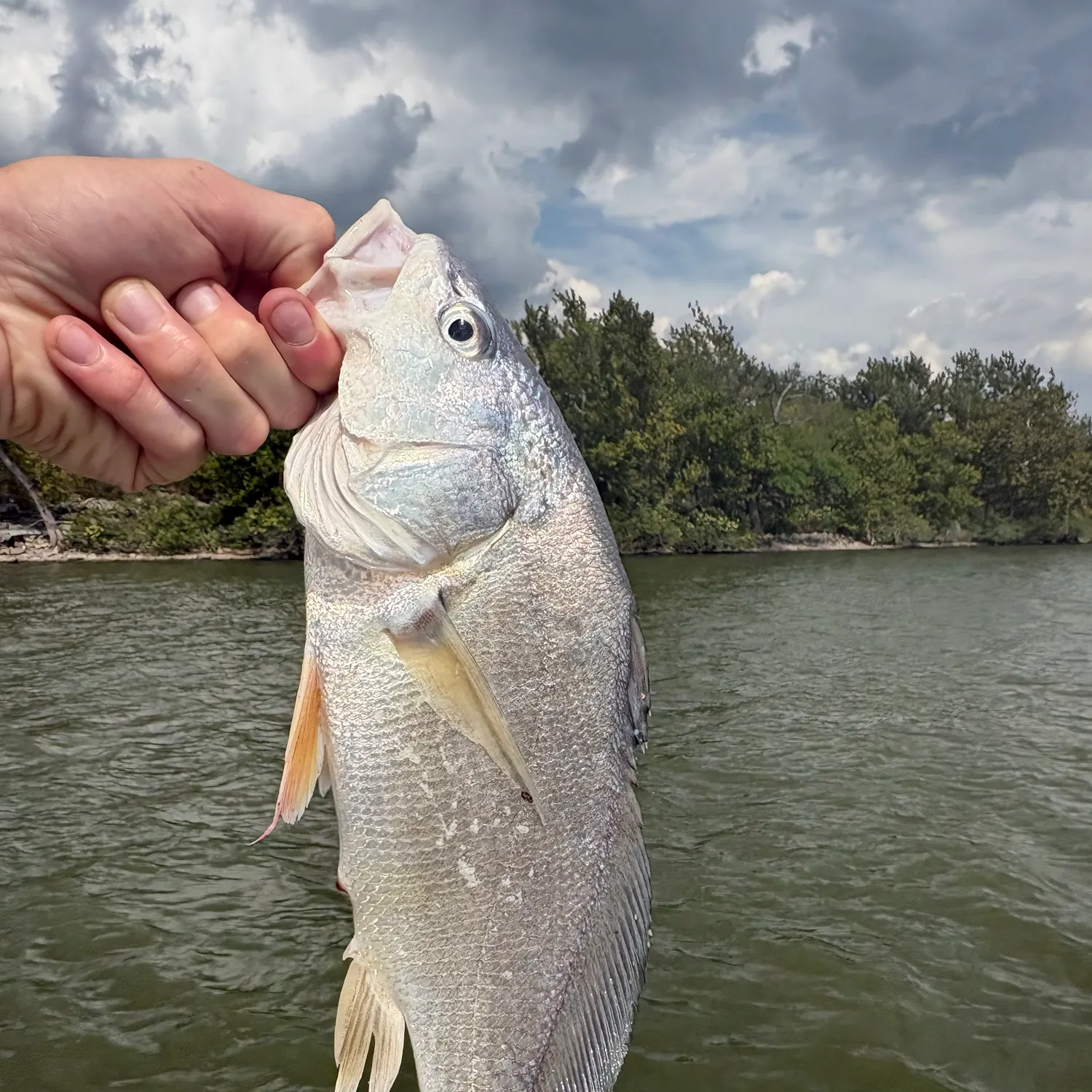 Freshwater drum caught on Fishbrain