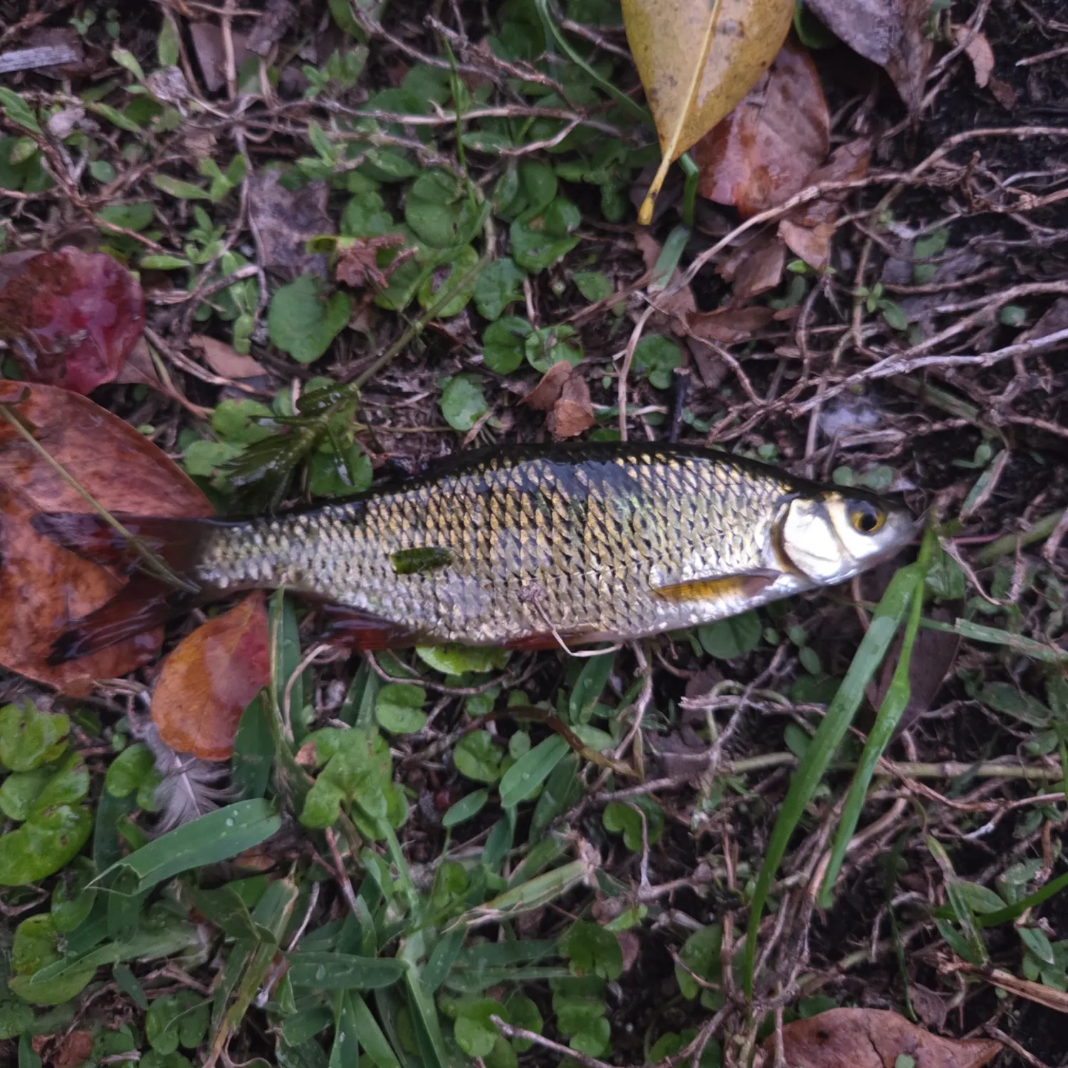 The most recent White shiner catches on Fishbrain