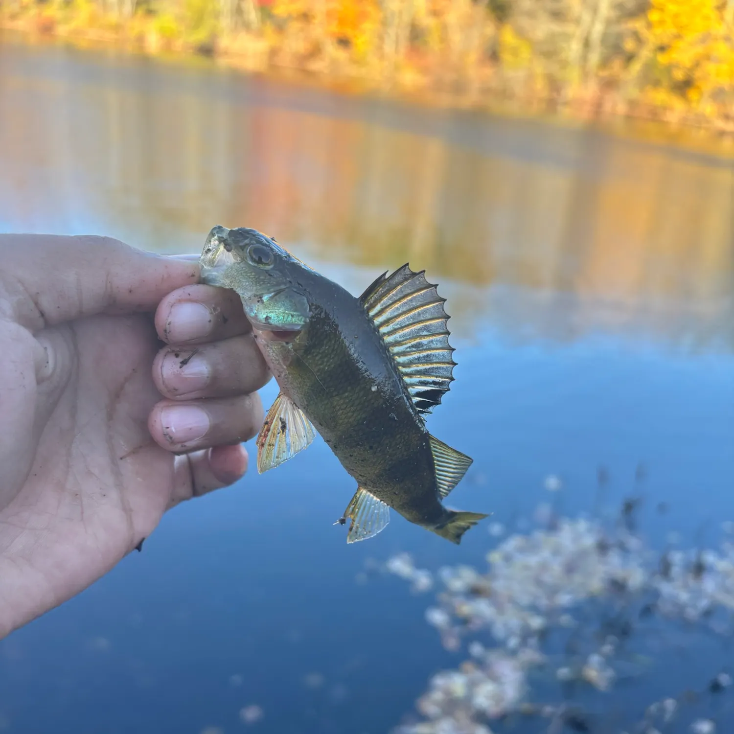 Yellow perch caught on Fishbrain