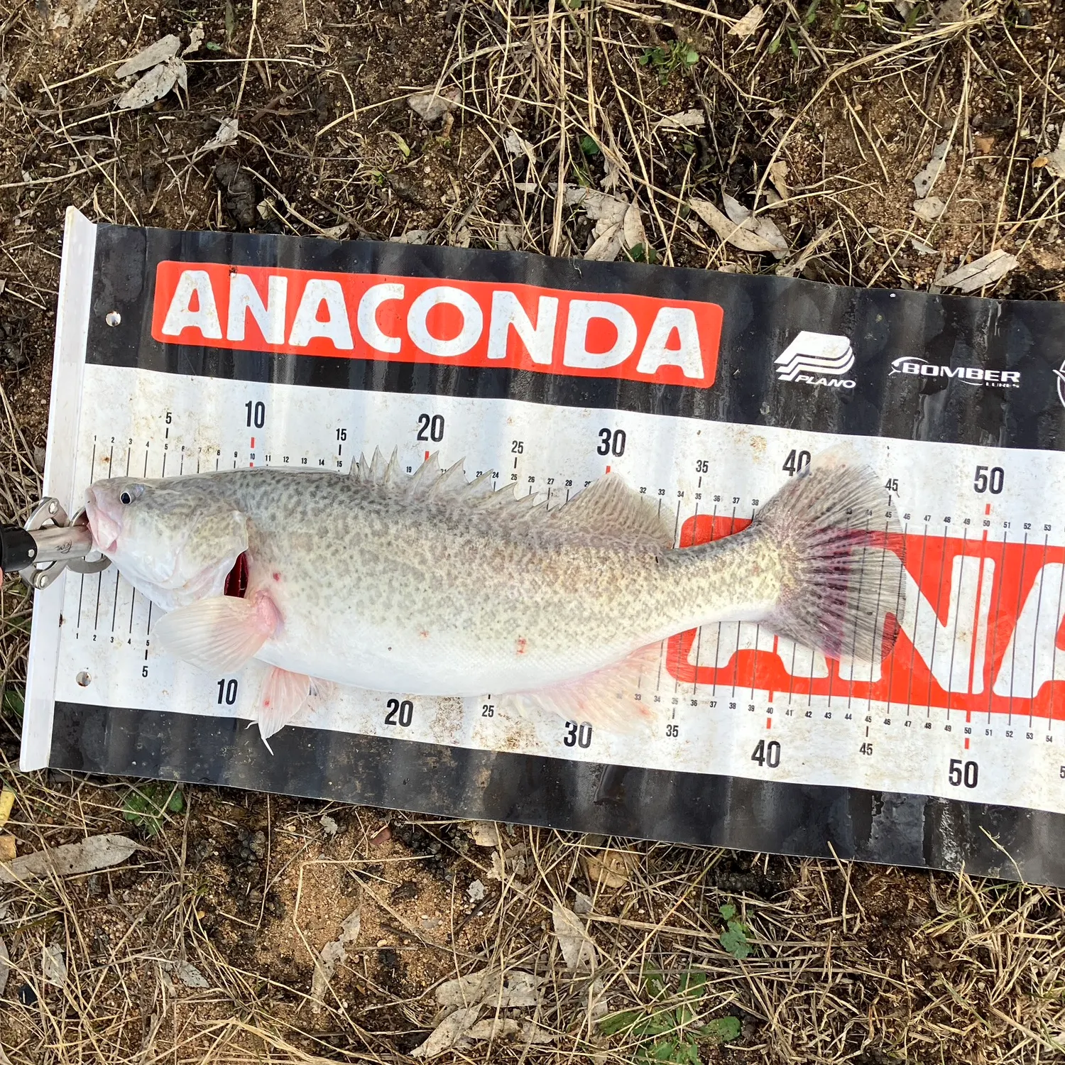 The most recent Murray cod catches on Fishbrain