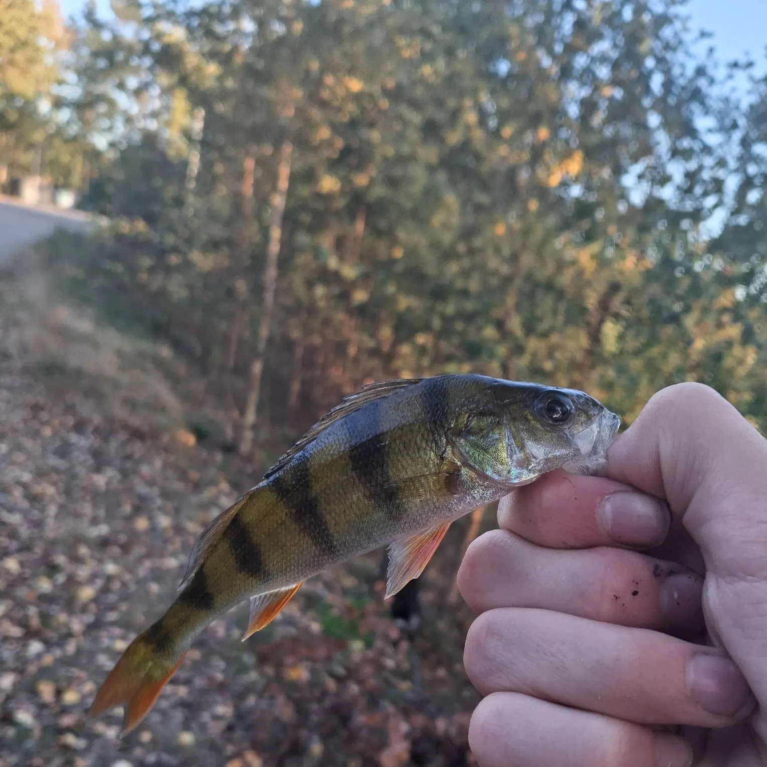 European perch caught on Fishbrain