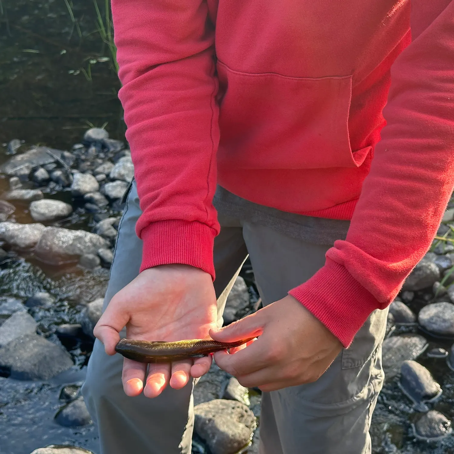 Creek chub caught on Fishbrain