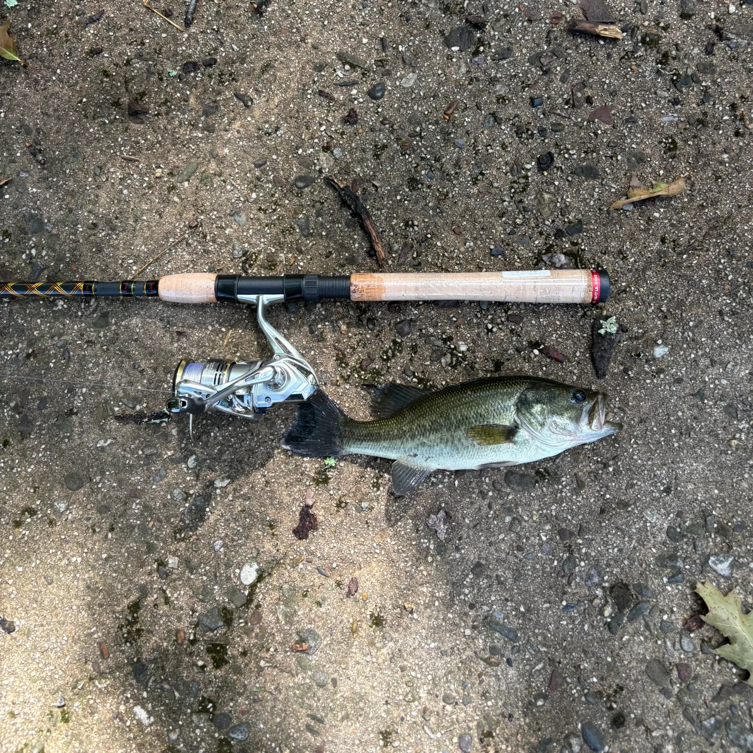 Largemouth bass caught on Fishbrain