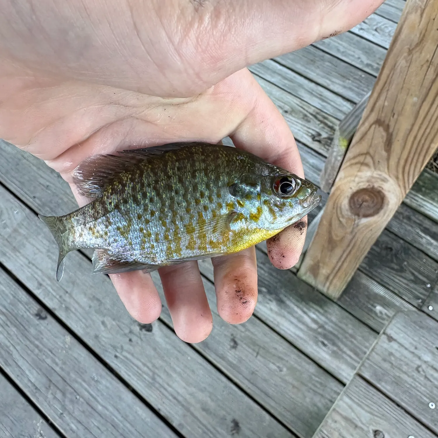 Pumpkinseed caught on Fishbrain