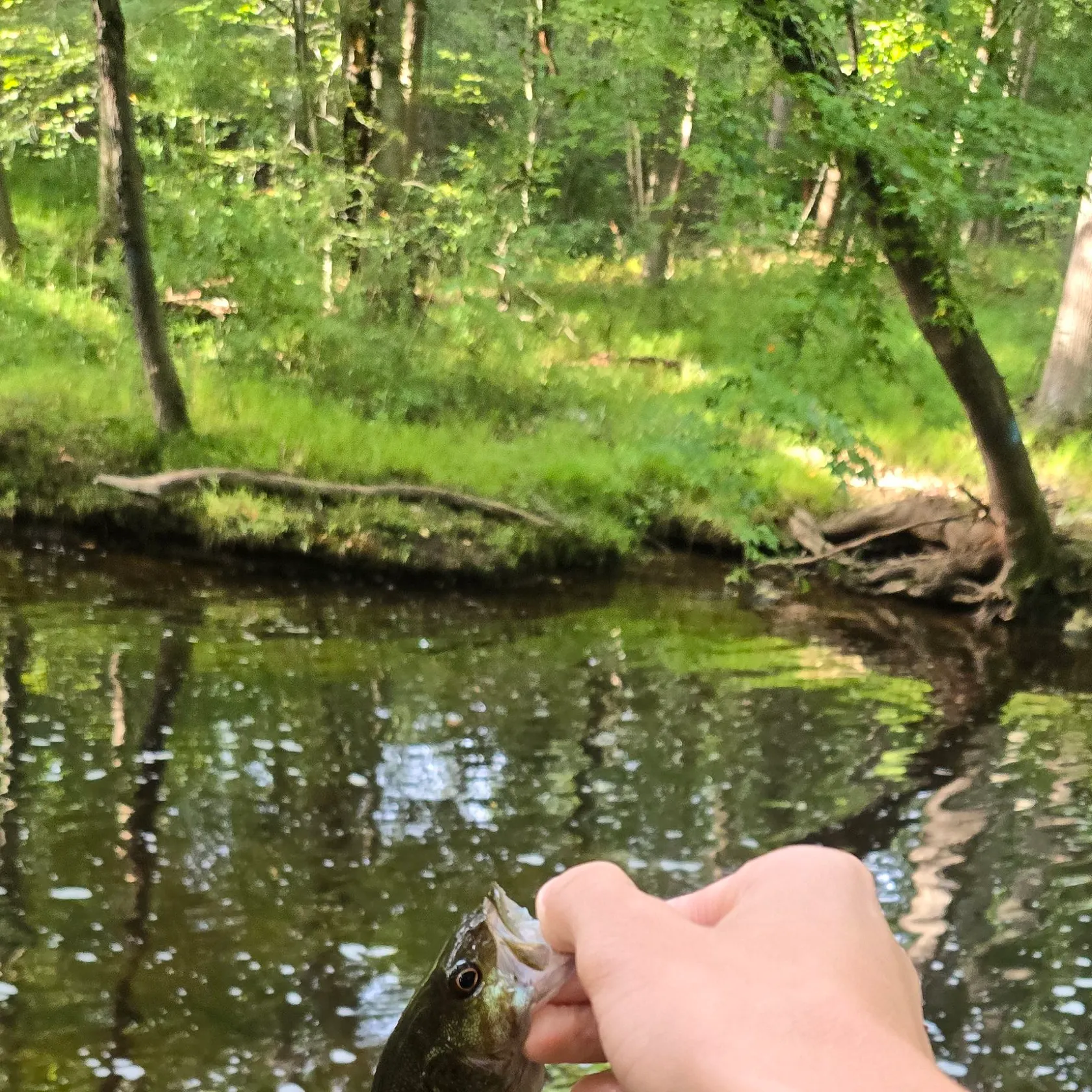 Smallmouth bass caught on Fishbrain