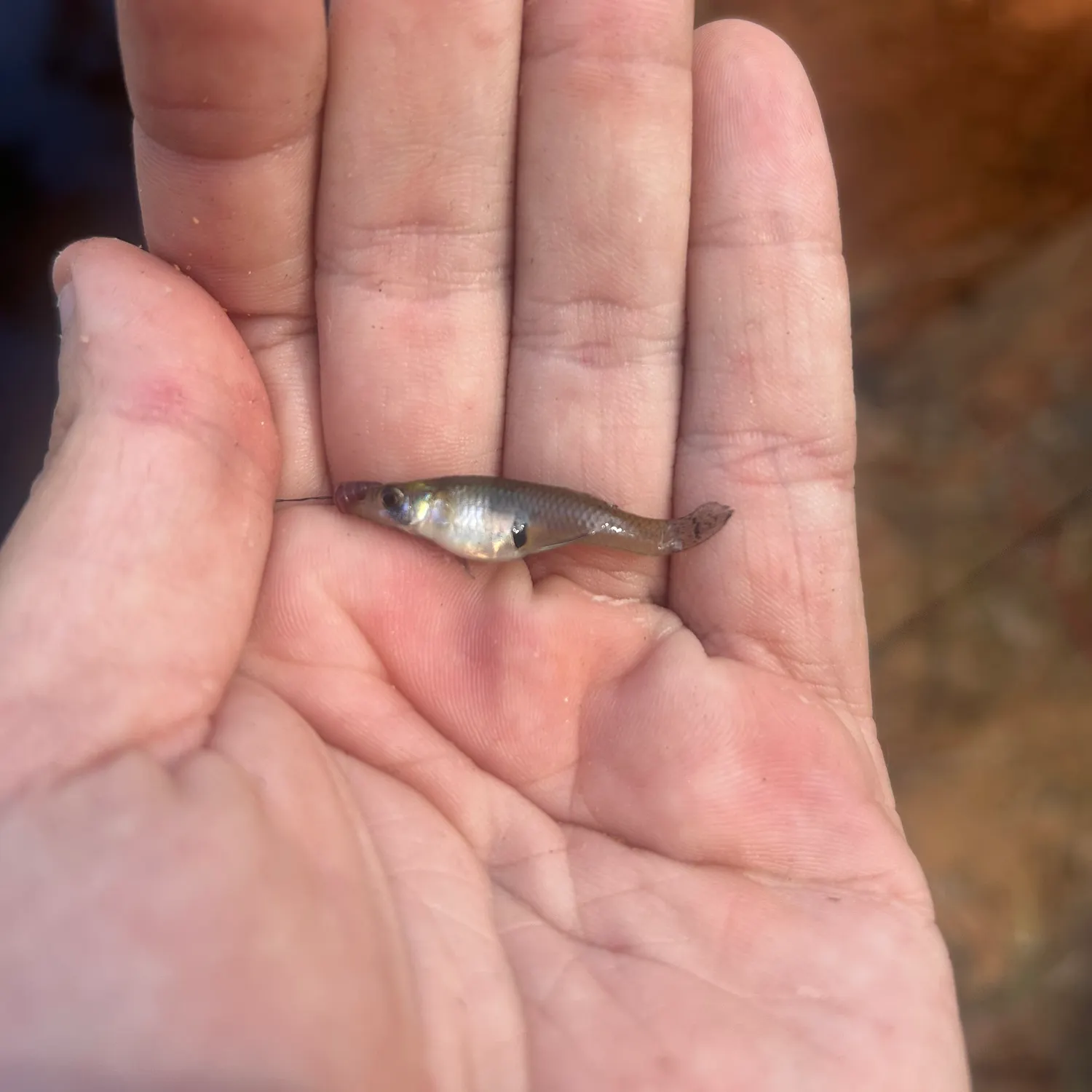 The most recent Eastern mosquitofish catches on Fishbrain