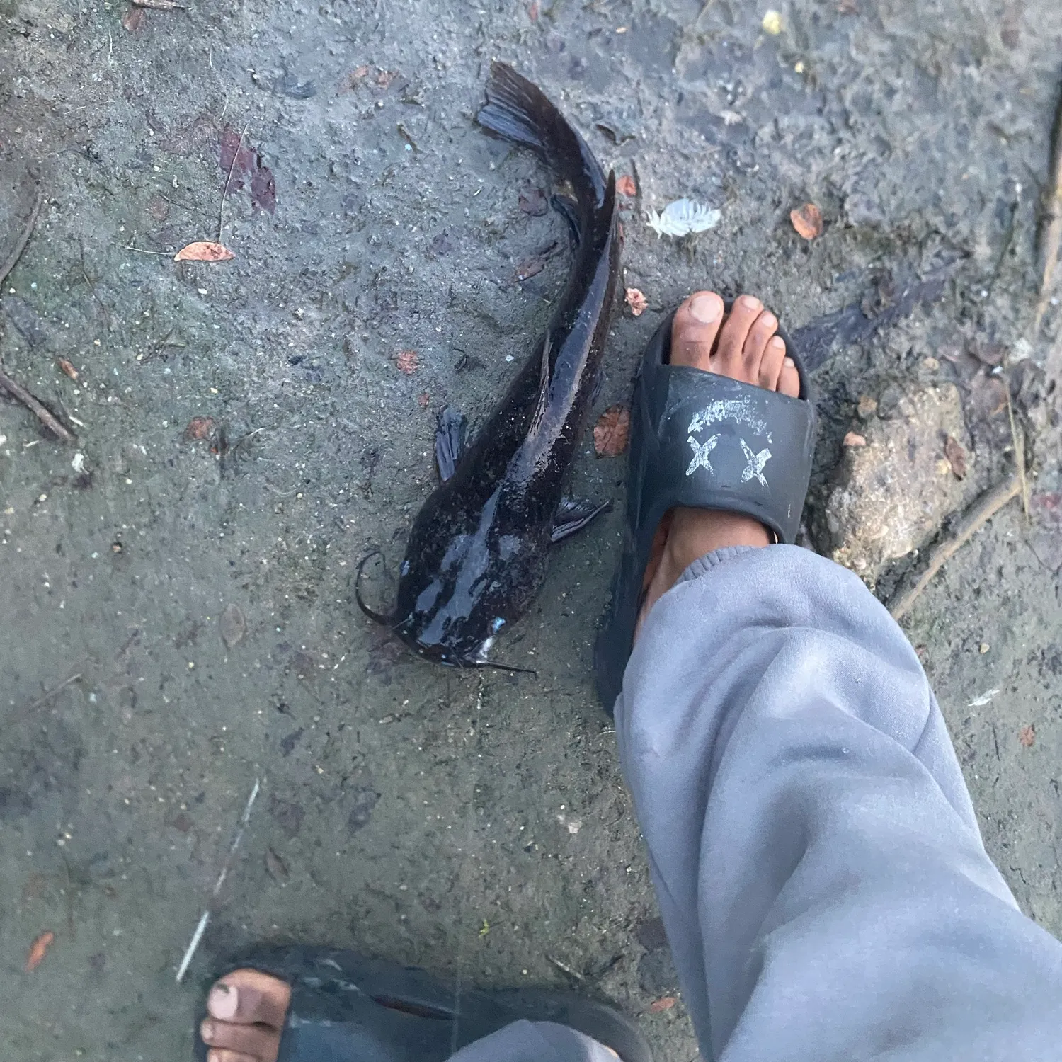 Black bullhead caught on Fishbrain