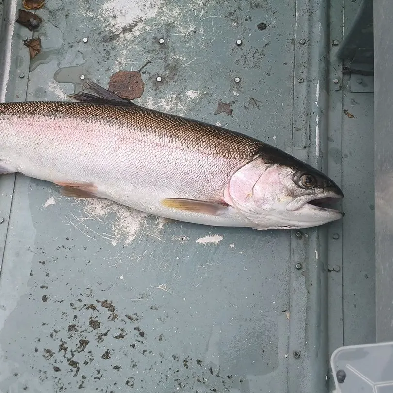 Rainbow trout caught on Fishbrain