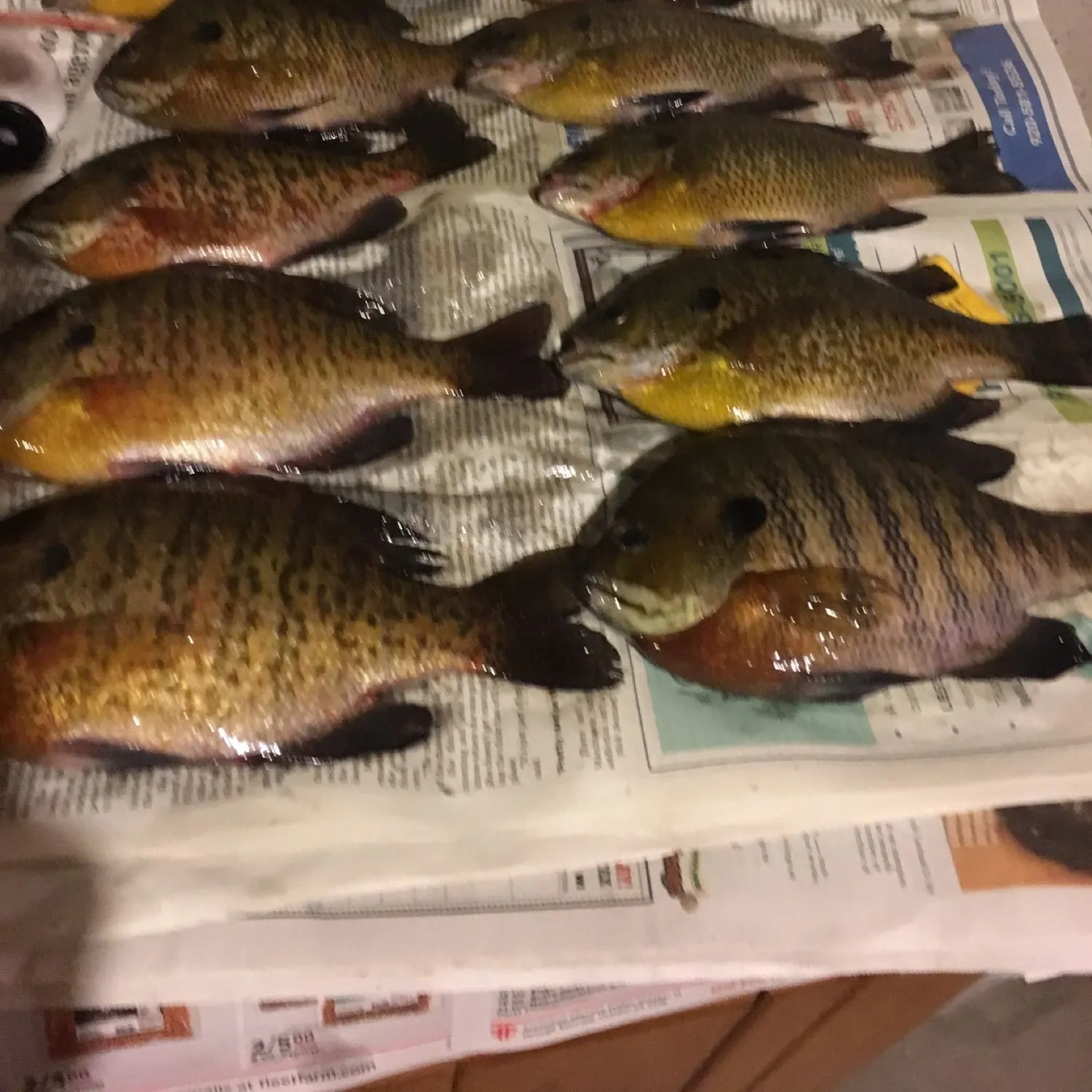 recently logged catches