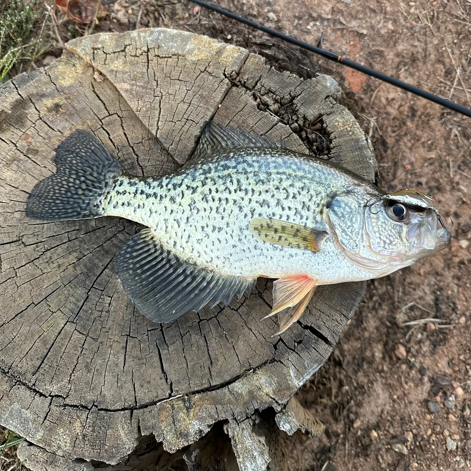 Black crappie caught on Fishbrain