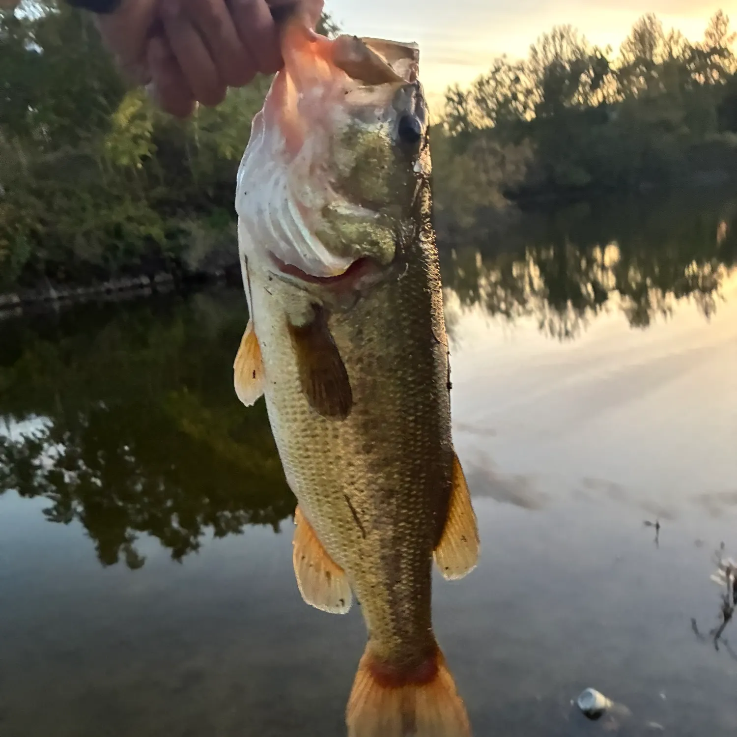 Largemouth bass caught on Fishbrain
