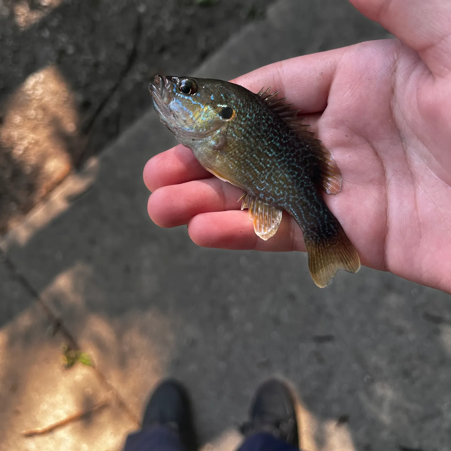 Green sunfish caught on Fishbrain