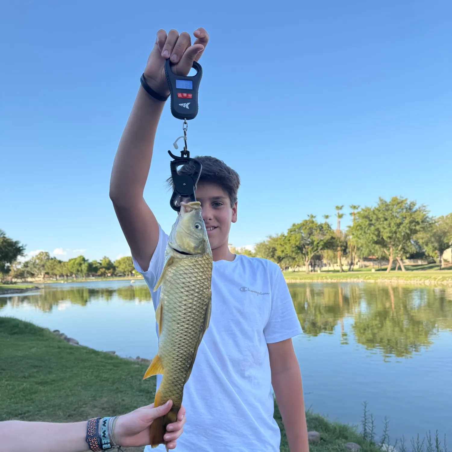Common carp caught on Fishbrain