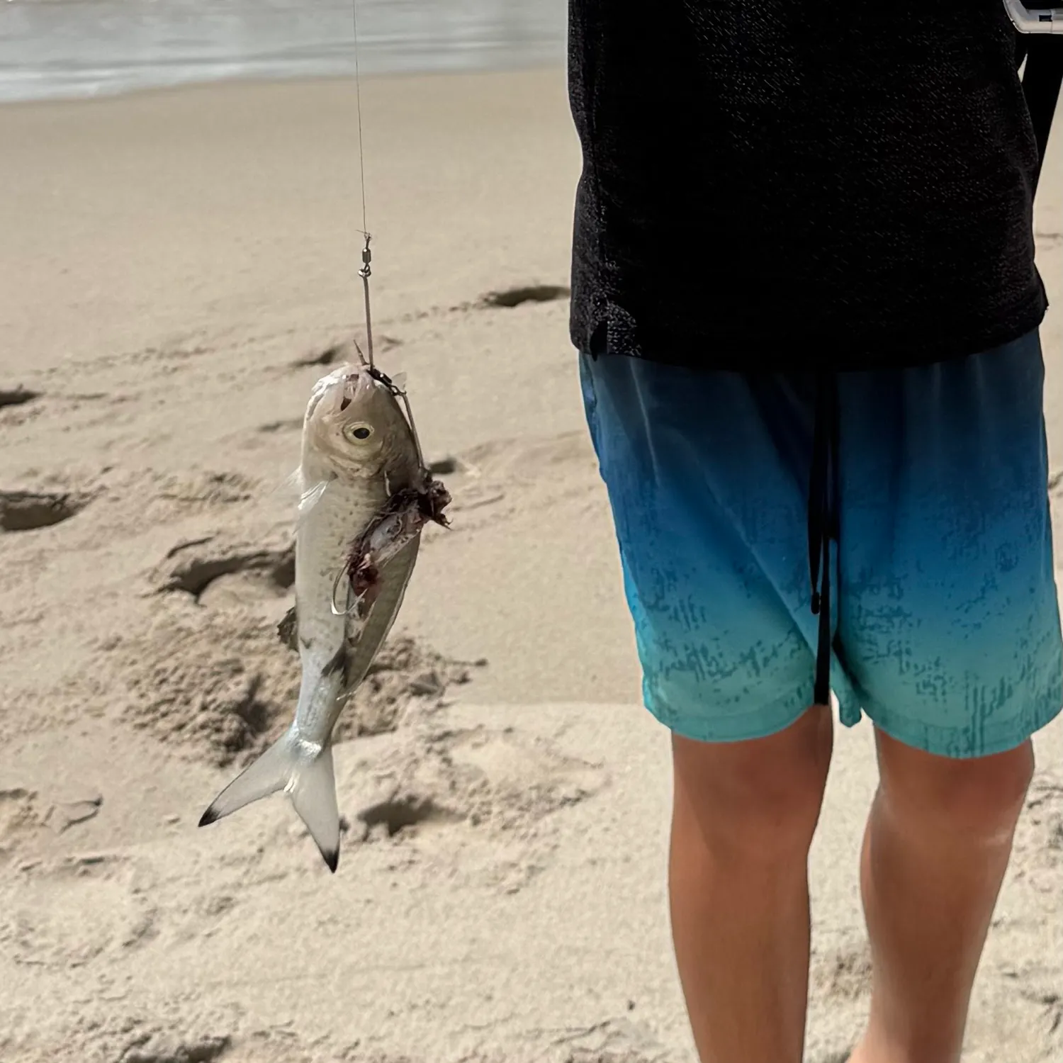 The most recent Atlantic herring catches on Fishbrain