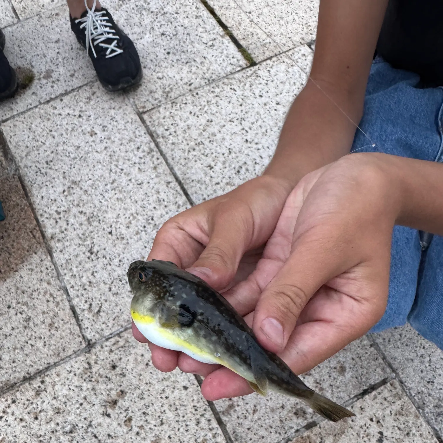 The most recent Japanese pufferfish catches on Fishbrain