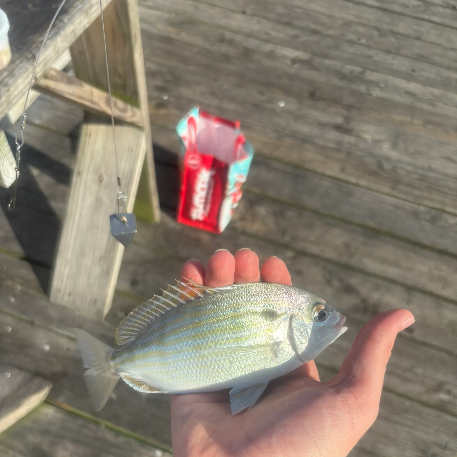 Pinfish caught on Fishbrain