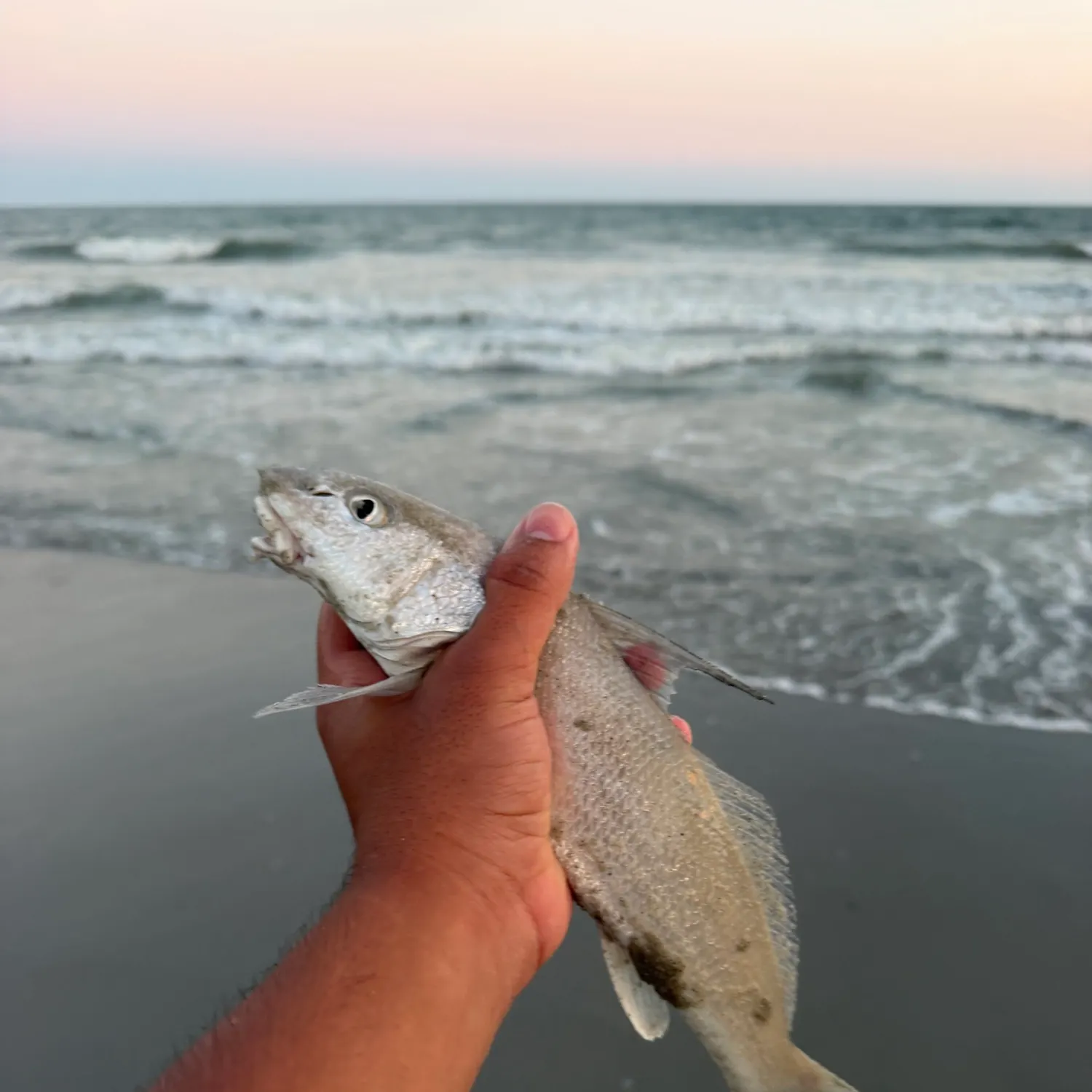 Gulf kingcroaker caught on Fishbrain