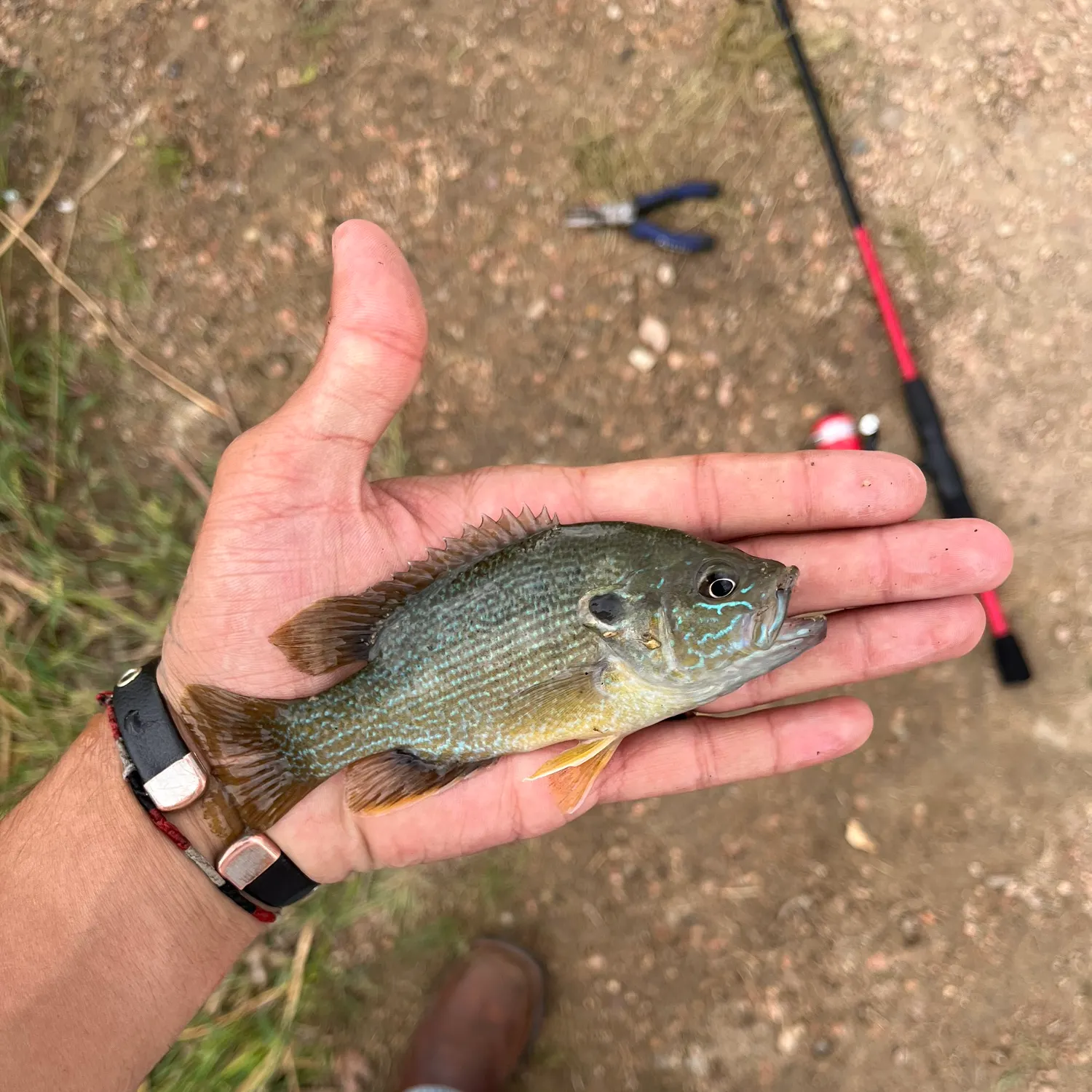 Green sunfish caught on Fishbrain