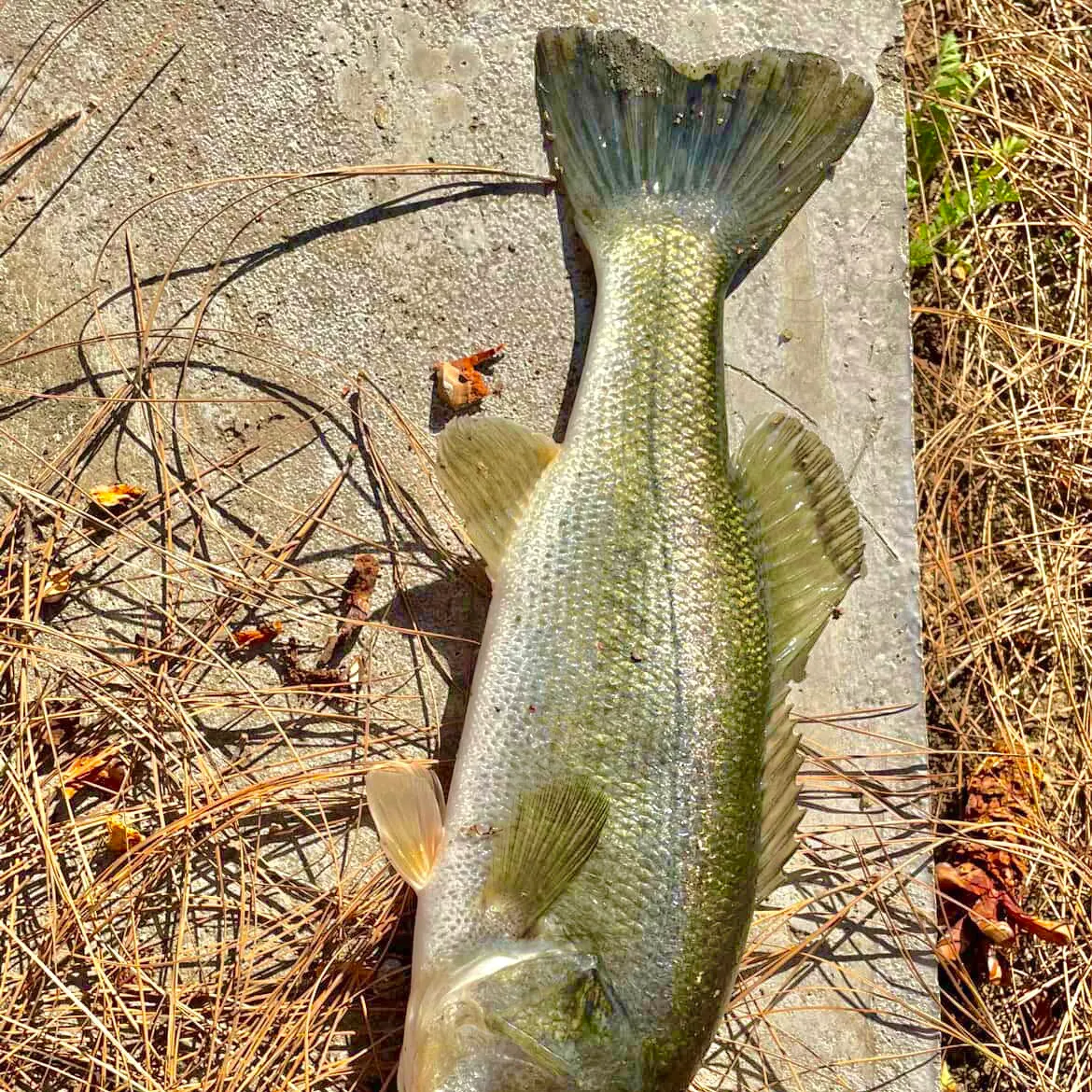 Largemouth bass caught on Fishbrain